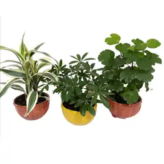DECORPLANTAS - Colección Mini Luxury de Interior Diámetro 10cm x 3 Unidades