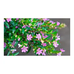 JARDINEROS - Cupea - Cuphea Hyssopifolia De Exterior Diámetro 14 Cm