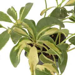 JARDINEROS - Cheflera Good - Schefflera Arboricola De Interior Diámetro 8 Cm