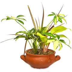 JARDINEROS - Bouquet Follaje De Interior Diámetro 7 Cm