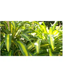 JARDINEROS - Tronco De Brasil - Dracaena De Interior Diámetro 25 Cm