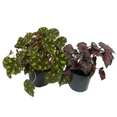 DECORPLANTAS - Begonia Rex Mediana - Begonia De Interior Diámetro 12 Cm
