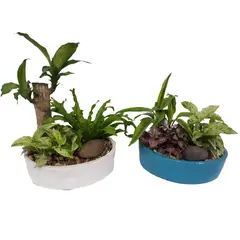 DECORPLANTAS - Mini Jardín Surtido De Interior Diámetro 20 Cm