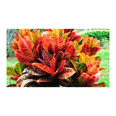 JARDINEROS - Croto Victoria - Codiaeum Variegatum De Interior Diámetro 14 Cm