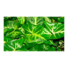 JARDINEROS - Singonio Pequeño - Syngonium Podophyllum De Interior Diámetro 14 Cm