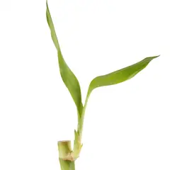 DISTRI ABC - Bambú De La Suerte Lucky Bambú De 25 Cm - Dracaena Braunii De Interior