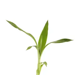 DISTRI ABC - Bambú De La Suerte Lucky Bambú De 35 Cm - Dracaena Braunii De Interior