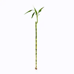 DISTRI ABC - Bambú De La Suerte Lucky Bambú De 60 Cm - Dracaena Braunii De Interior