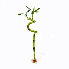 DISTRI ABC - Bambú Espiral De 20 Cm - Dracaena Sanderiana De Interior