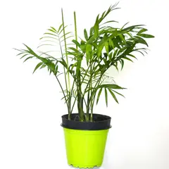 undefined - Palma Bella De 33 Cm - Chamaedora Elegans De Interior Diámetro 12 Cm