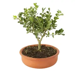 JARDINEROS - Bonsai Boj Común - Buxus Sempervirens De Interior Diámetro 16 Cm