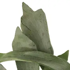 JARDINEROS - Cuerno De Venado - Platycerium De Interior Diámetro 14 Cm