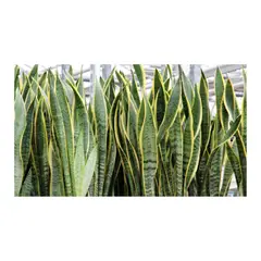 GENERICO - Lengua De Suegra Mediana - Sansevieria De Exterior Diámetro 20 Cm