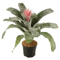 CALYX - Bromelia Rosada - Bromelia De Interior Diámetro 14 Cm