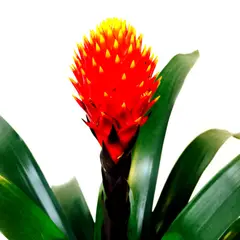 CALYX - Bromelia Naranja - Bromelia Guzmania De Interior Diámetro 14 Cm