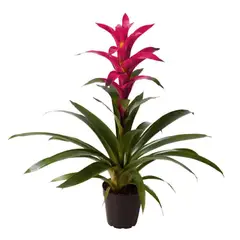 CALYX - Bromelia Fucsia - Bromelia De Interior Diámetro 14 Cm