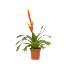 CALYX - Bromela Enana Amarilla - Bromelia Guzmania De Interior Diámetro 12 Cm