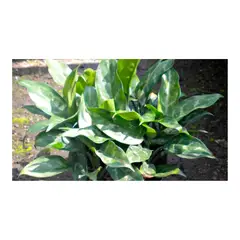 MARINELA - Cafeto - Aglaonema Treubii De Interior Diámetro 14 Cm