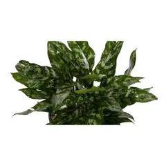 MARINELA - Aglaonema Maria - Aglaonema De Interior Diámetro 20 Cm