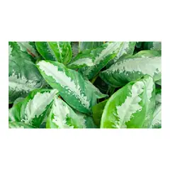 MARINELA - Aglaonema Pataya - Aglaonema De Interior Diámetro 20 Cm