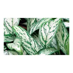 MARINELA - Aglaonema Plateada - Aglaonema De Interior Diámetro 20 Cm