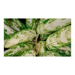 MARINELA - Aglaonema Seudo - Aglaonema De Interior Diámetro 14 Cm