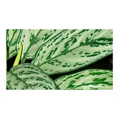 MARINELA - Aglaonema Silver Pequeña - Aglaonema De Interior Diámetro 20 Cm