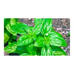 MARINELA - Albahaca Pequeña - Ocimum Basilicum De Exterior Diámetro 14 Cm