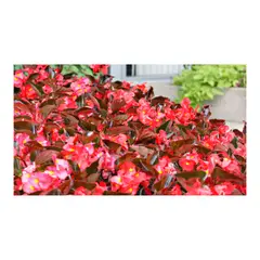 MARINELA - Begonia Grande - Begonia x Hybrid De Exterior Diámetro 14 Cm
