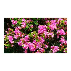 MARINELA - Biflora Exterior Diámetro 14 cm