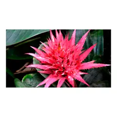 MARINELA - Bromelia Cherry - Bromelia Guzmania De Interior Diámetro 14 Cm