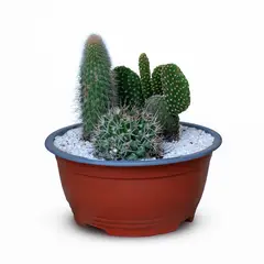 MARINELA - Cactus Jardín - Cactaceae De Interior Diámetro 14 Cm