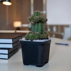 MARINELA - Cactus Filo - Codiaeum Sp De Interior Diámetro 14 Cm