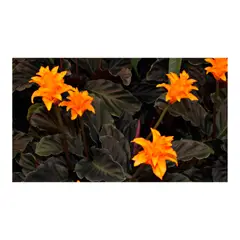 MARINELA - Calatea - Calathea De Interior Diámetro 30 Cm