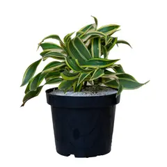 MARINELA - Canción De La India - Dracaena Reflexa De Exterior Diámetro 14 Cm