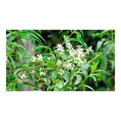 MARINELA - Cidrón Pequeño - Aloysia Citrodora De Exterior Diámetro 14 Cm
