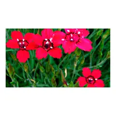 MARINELA - Clavelina Surtida - Dianthus Deltoides De Exterior Diámetro 14 Cm