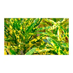 MARINELA - Croto Híbrido - Codiaeum Variegatum De Interior Diámetro 28 Cm