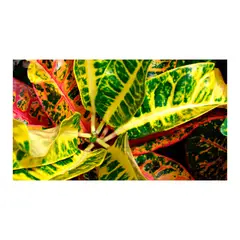 MARINELA - Croto Híbrido - Codiaeum Variegatum De Interior Diámetro 14 Cm