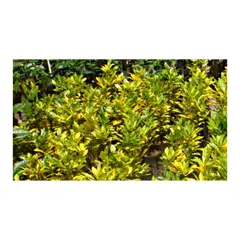 MARINELA - Croto Lluvia De Oro - Codiaeum Variegatum De Interior Diámetro 20 Cm