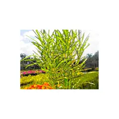 MARINELA - Croto Polvo De Oro - Codiaeum Variegatum De Interior Diámetro 20 Cm