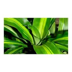 MARINELA - Tronco De Brasil - Dracaena De Interior Diámetro 28 Cm