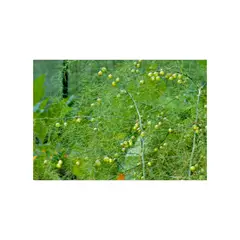 MARINELA - Ebano - Evolvulus Hybrid De Exterior Diámetro 14 Cm