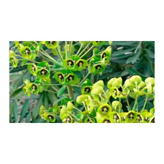 JARDINEROS - Euphorbia Grande de Exterior Diámetro 14cm