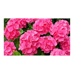 MARINELA - Geranio Surtido - Geranium De Exterior Diámetro 14 Cm