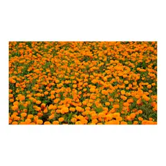 MARINELA - Marygold Surtida - Tagetes De Exterior Diámetro 14 Cm