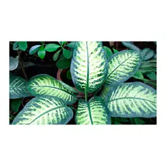 MARINELA - Nieve Tropical - Dieffenbachia De Interior Diámetro 28 Cm