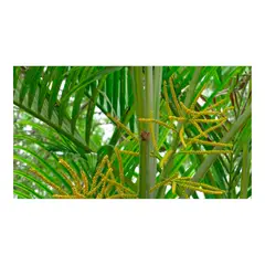 MARINELA - Palma Areca De 100 Cm - Dypsis Lutescens De Interior Diámetro 28 Cm