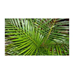 MARINELA - Palma Areca De 50 Cm - Dypsis Lutescens De Interior Diámetro 28 Cm
