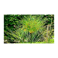 MARINELA - Papiro Mini - Cyperus Papyrus De Exterior Diámetro 14 Cm